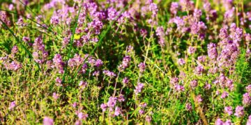 So wunderschön lila sieht der echte Thymian nur in Vollblüte aus. Er wächst wild in vielen Regionen Europas, Thymianöl wirkt antibakteriell und antiviral. (Bild: Kisa_Markiza/fotolia.com)