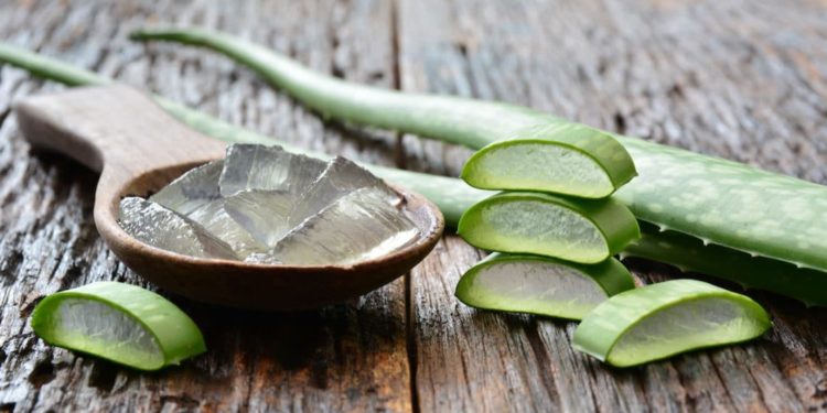 Aloe Vera