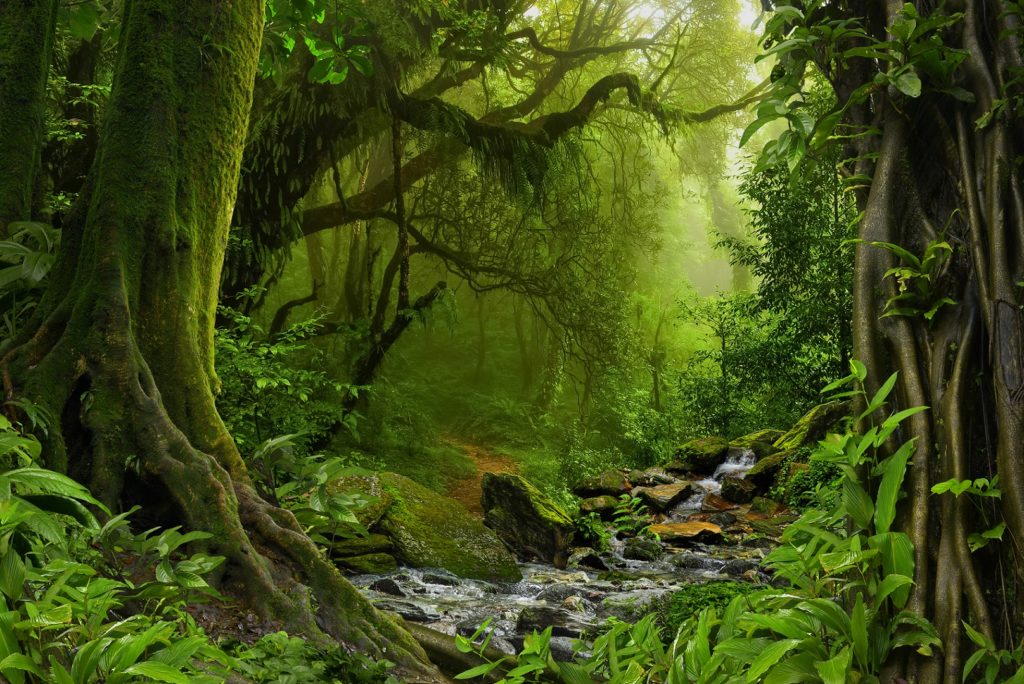 Krebs ist wie ausgehungert: Lianen-Naturstoff aus dem Regenwald wirkt ...