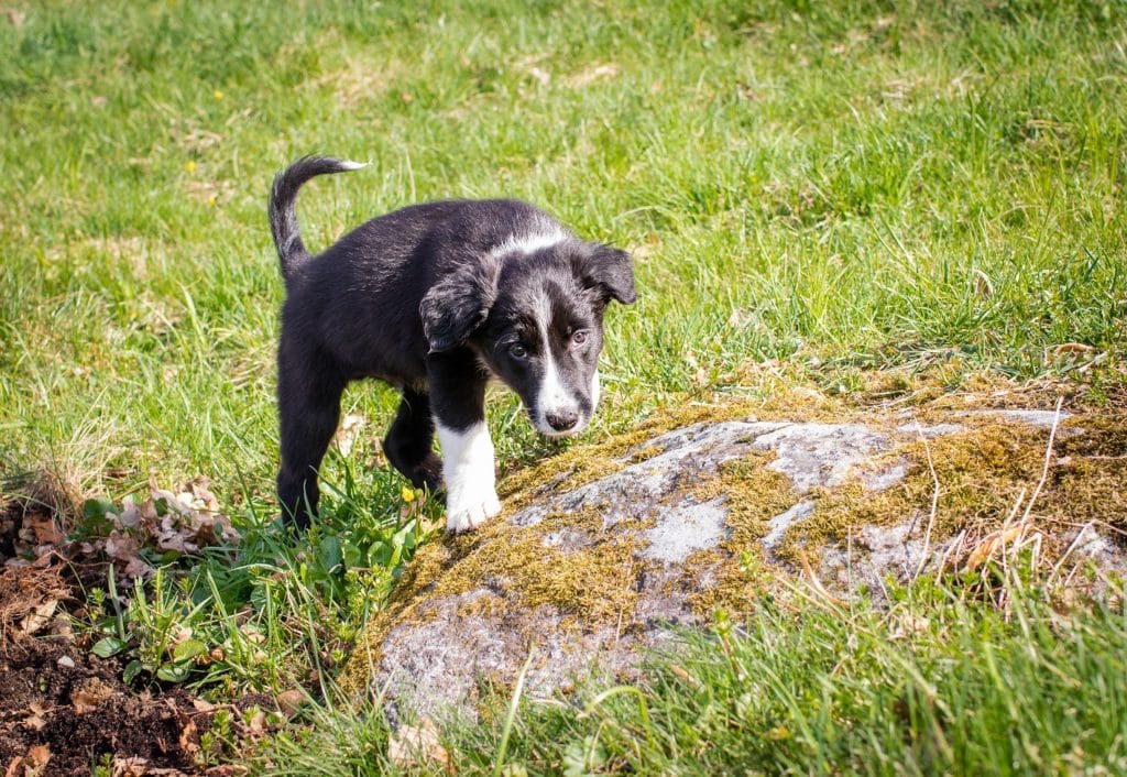 Junger Hund auf der Wiese