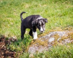 Junger Hund auf der Wiese