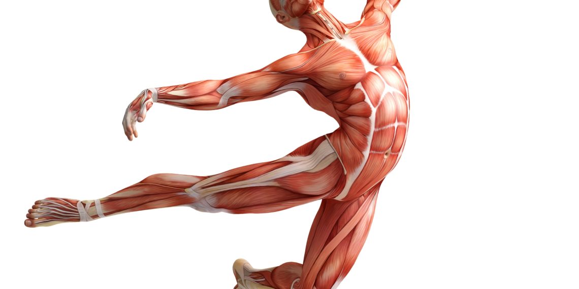 Muskeln, Bänder und Sehnen Heilpraxis