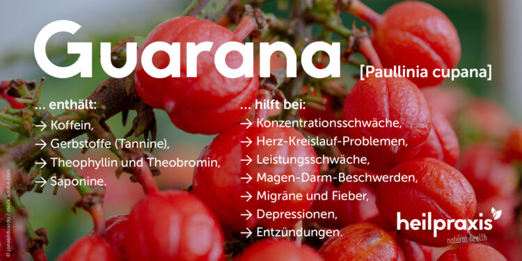 Guarana Abbildung mit einer Auflistung der Inhaltsstoffe und Wirkung