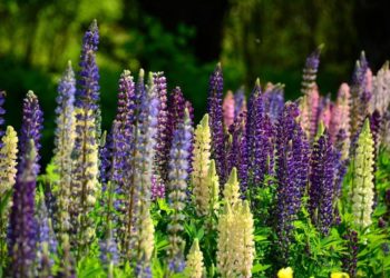 Durch Züchtungen sind Lupinen heutzutage als Nahrungsmittel verwendbar. (Bild: Simone/fotolia.com)