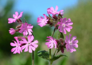 Die Rote Lichtnelke gehört zur Familie der Nelkengewächse und ist auch unter der Bezeichnung Herrgottsblut bekannt. (Bild: JRG/fotolia.com)