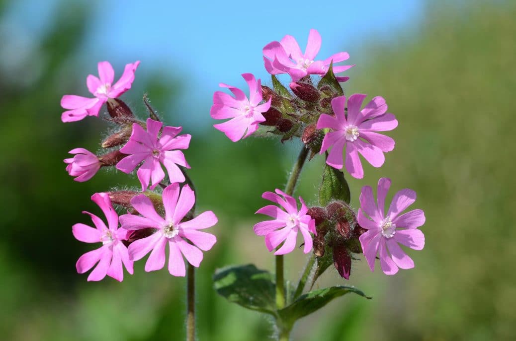 Rote Lichtnelke – Anwendung und Wirkung – Naturheilkunde ...