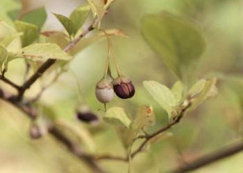 Der japanische Storaxbaum, einer der Lieferanten für echten Styrax, auch Benoeharz genannt. (Bild: ChrWeiss/fotolia.com)