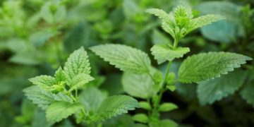 Der Geruch des ätherischen Melisseöls erhöht unsere Serotoninproduktion, auf die Muskulatur im Bauch wirkt es entspannend. Bei Magenschleimhautentzündungen wirkt es stark entzündungshemmend. (Bild: Melica/stock.adobe.com)