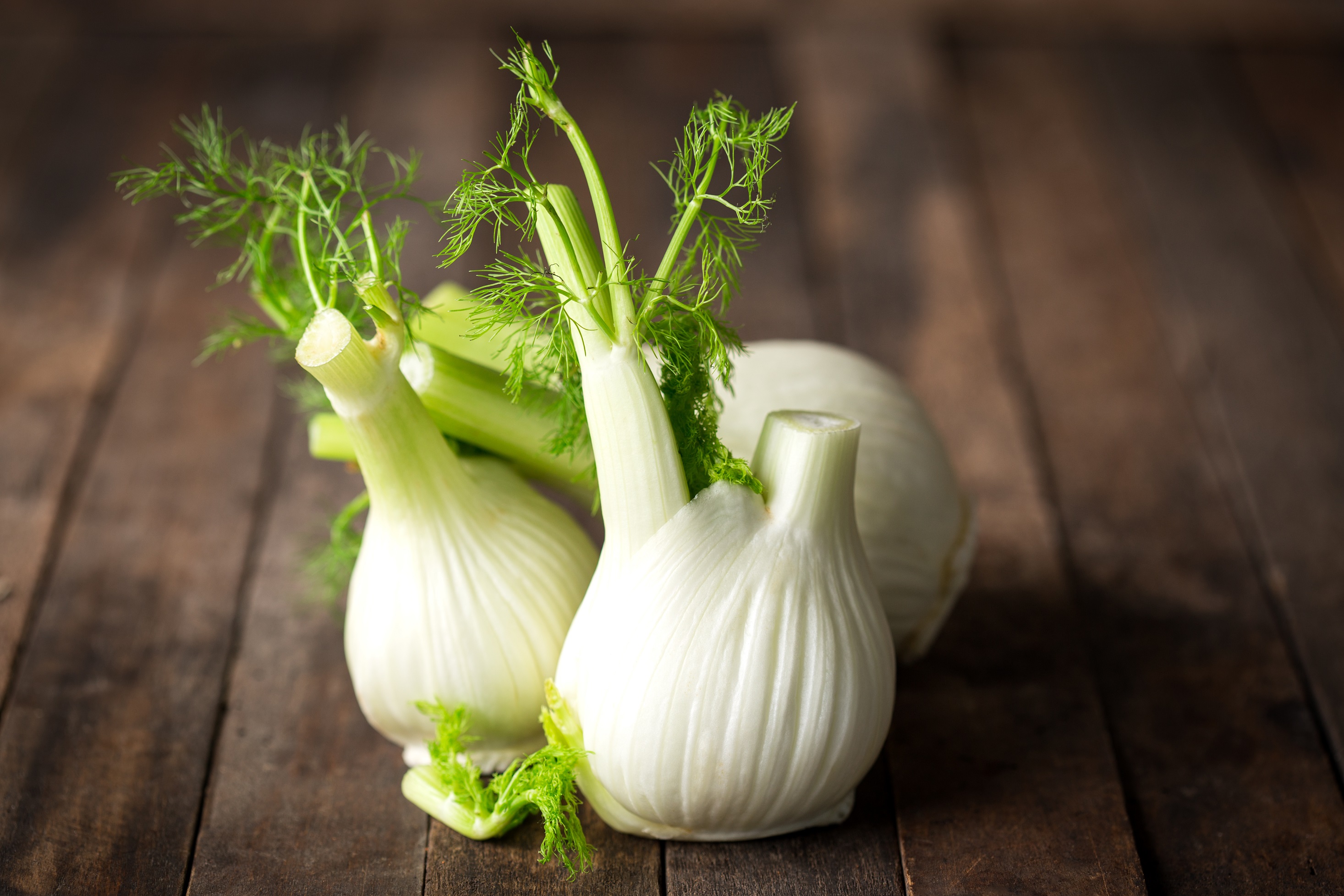 Fenchel – Anwendung und Wirkung – Heilpraxis