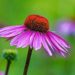 Die Echinacea-Pflanze, auch Sonnenhut genannt, enthält Wirkstoffe, die das Immunsystem stärken. (Bild: PhotoElite/fotolia.com)