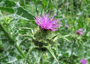 Mariendistelkraut unterscheidet sich von den anderen Distelsorten durch Marmorierung der Blätter. (Bild: Heike Rau/fotolia.com)