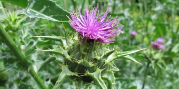 Mariendistelkraut unterscheidet sich von den anderen Distelsorten durch Marmorierung der Blätter. (Bild: Heike Rau/fotolia.com)