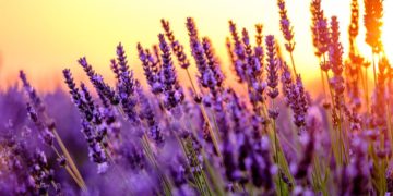 Der Duft von Lavendel hat eine entspannende Wirkung. (Bild: Anton Gvozdikov/fotolia.com)