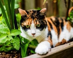 Eine Katze liegt zwischen Katzenminze