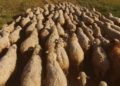 Vorübergehende Schwierigkeiten beim Einschlafen kennt jeder. Sollten Schlafprobleme länger andauern, ist die medizinische Hilfe notwendig. (Bild: DenisProduction.com/fotolia.com)