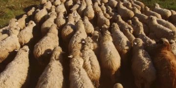 Vorübergehende Schwierigkeiten beim Einschlafen kennt jeder. Sollten Schlafprobleme länger andauern, ist die medizinische Hilfe notwendig. (Bild: DenisProduction.com/fotolia.com)