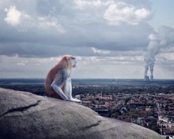 Ein Affe sitzt auf einem Felsen und schaut auf eine Stadt