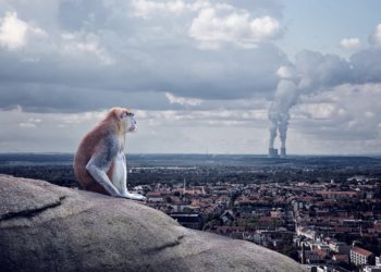 Ein Affe sitzt auf einem Felsen und schaut auf eine Stadt