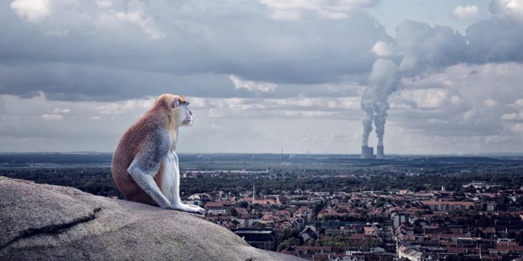 Ein Affe sitzt auf einem Felsen und schaut auf eine Stadt