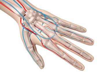 Knochenaufbau und Blutgefäße einer Hand als Computerdarstellung