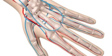 Knochenaufbau und Blutgefäße einer Hand als Computerdarstellung