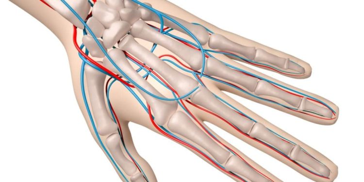 Knochenaufbau und Blutgefäße einer Hand als Computerdarstellung