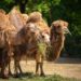 Drei Heu fressende Kamele