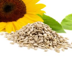 Sonnenblume und Sonnenblumenkerne