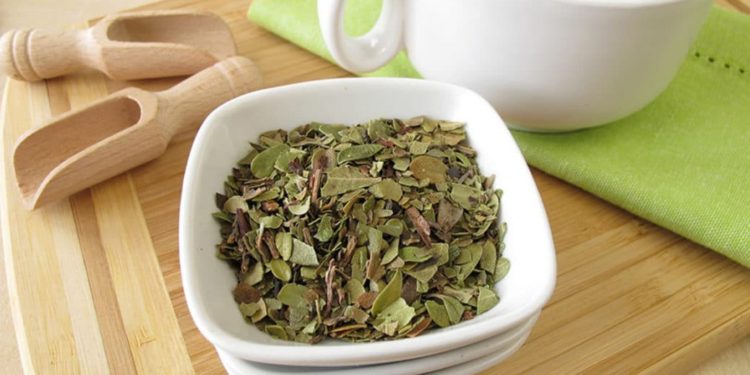 Bärentraubenblätter in einer Schale und eine Tasse Tee
