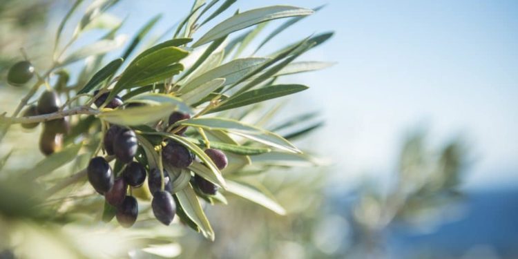 Nahaufnahme von Oliven an einem Olivenbaum