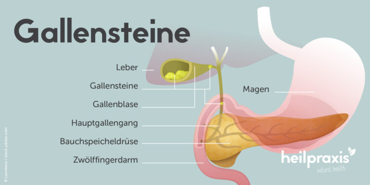 Anatomische Übersichtsgrafik der Gallenblase und umliegender Organe