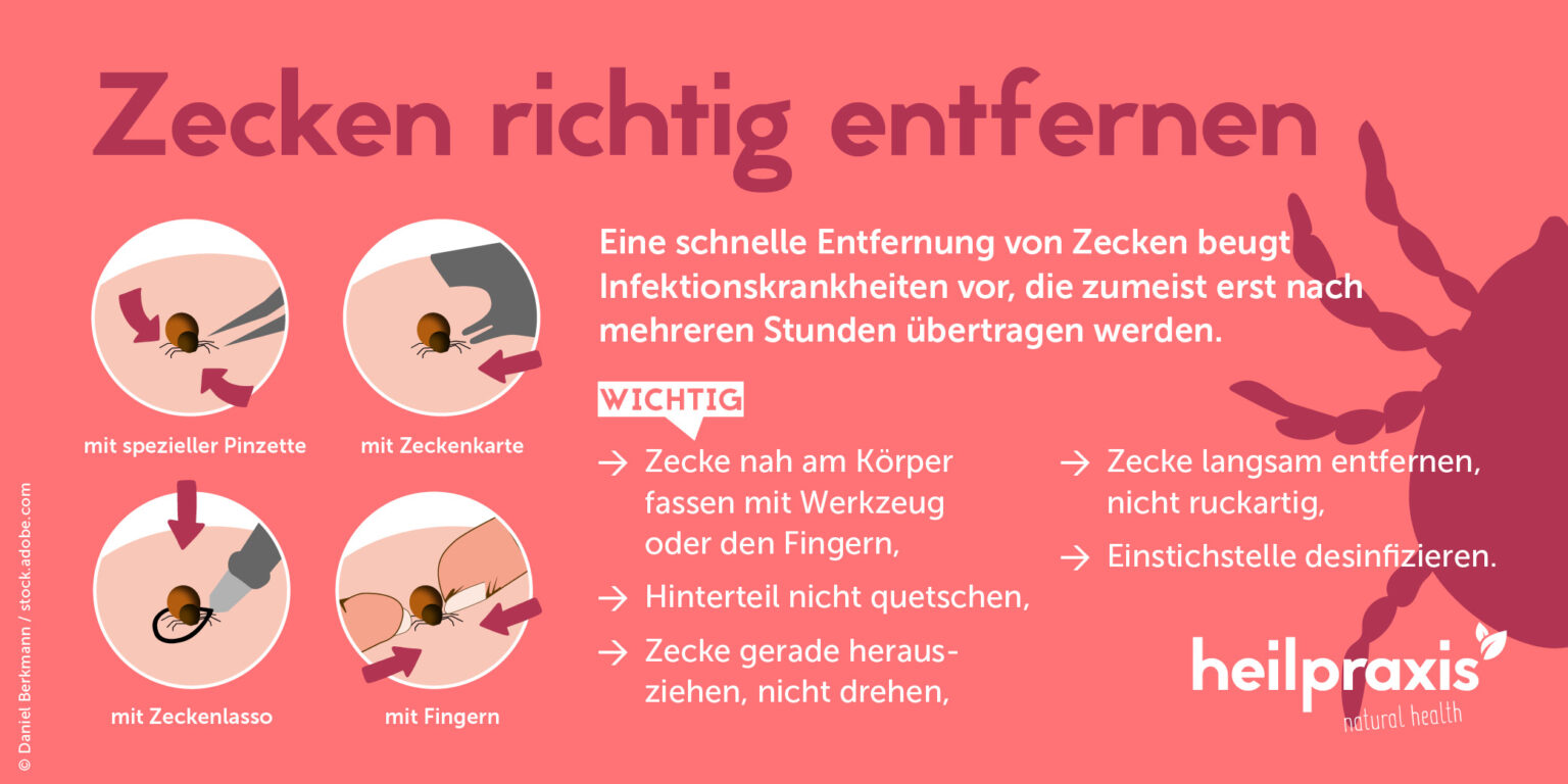 Zeckenbiss – Mögliche Folgen und richtig reagieren – Heilpraxis
