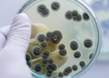 Schimmelpilze in einer Petrischale