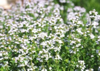 Blühender Thymian in der Natur