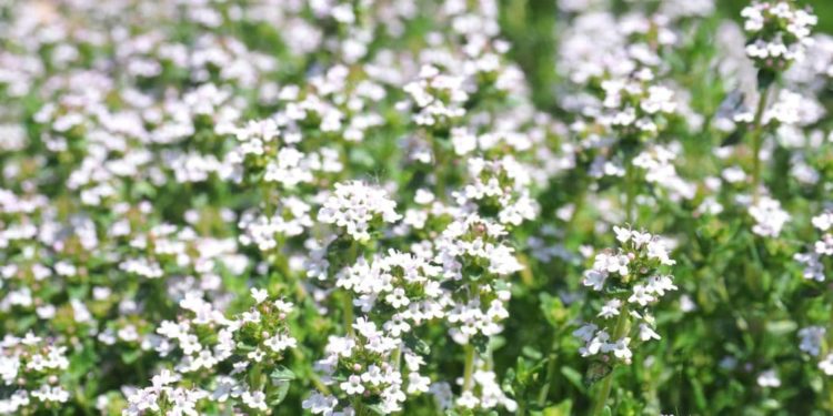 Blühender Thymian in der Natur