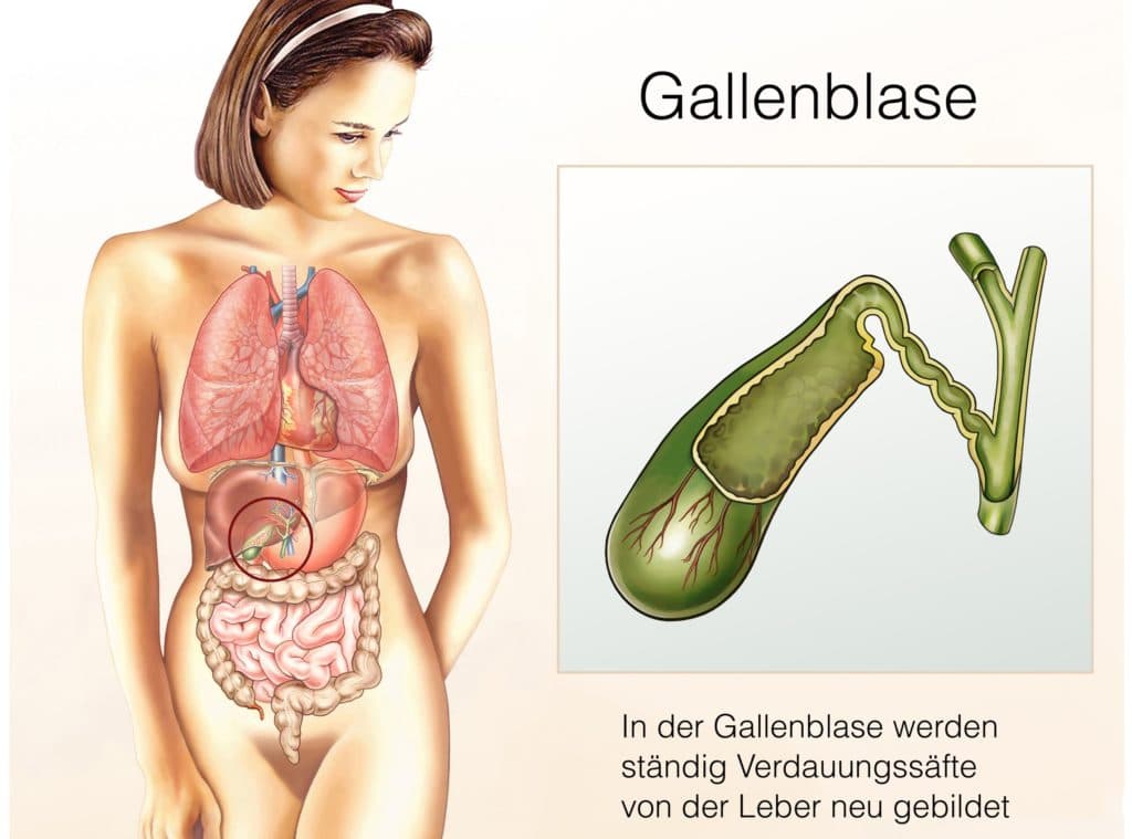 Anatomie der Gallenblase