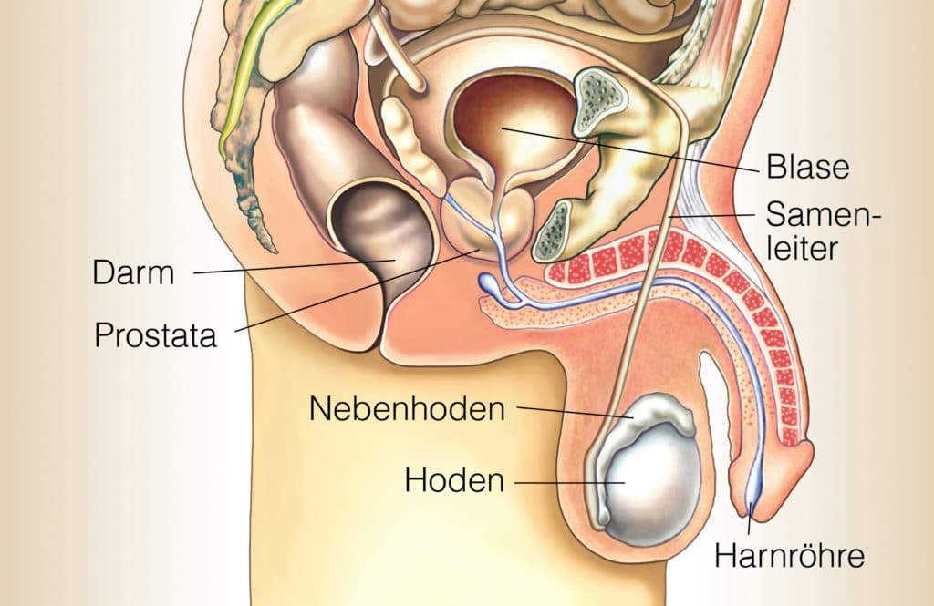 Anatomie männliche Geschlechtsorgane