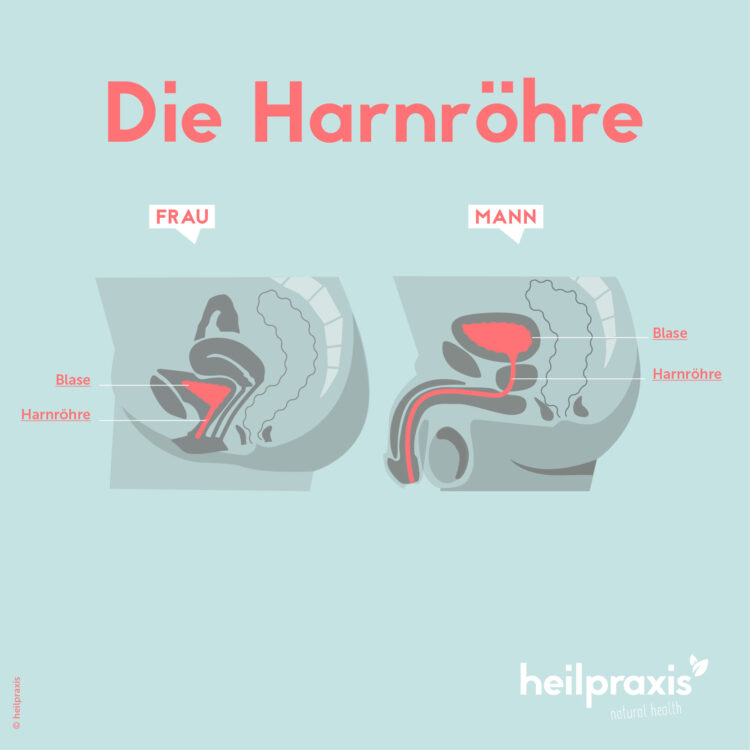 Schematische Darstellung der Harnröhre bei Mann und Frau.