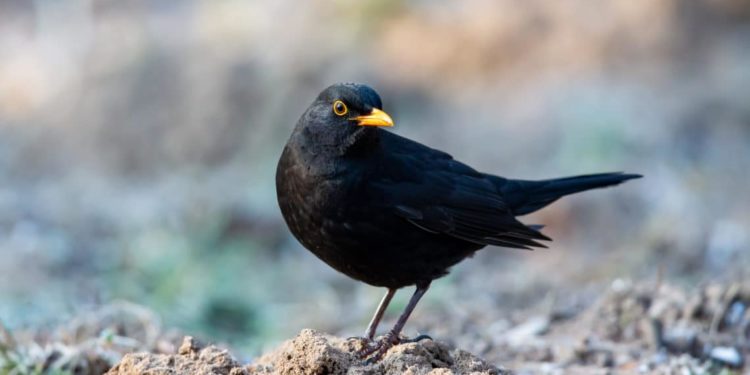 Eine Amsel auf dem Boden