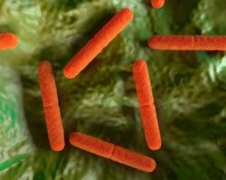 Illustration des Bakteriums Clostridium botulinum