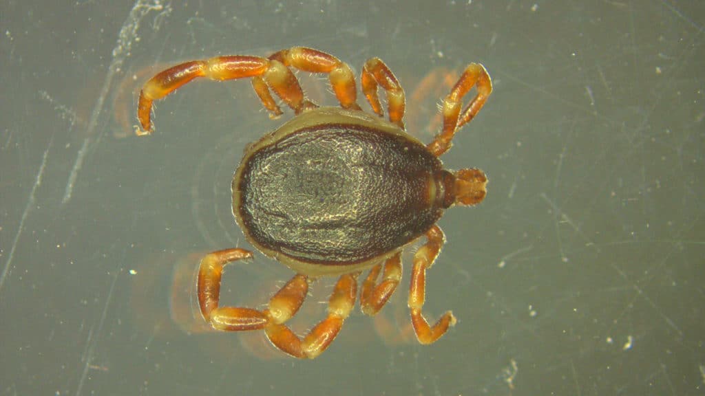 Eine tropische Hyalomma-Zecke