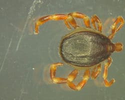 Eine tropische Hyalomma-Zecke