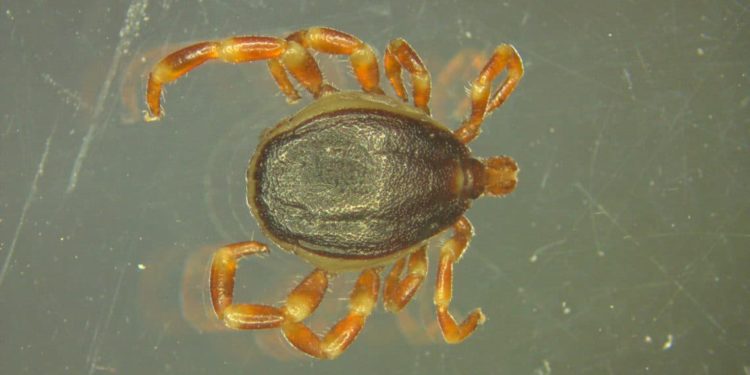 Eine tropische Hyalomma-Zecke