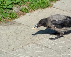 Eine Krähe frisst ein Stück Brot