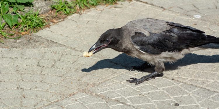 Eine Krähe frisst ein Stück Brot