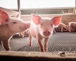 Neugierige Schweine