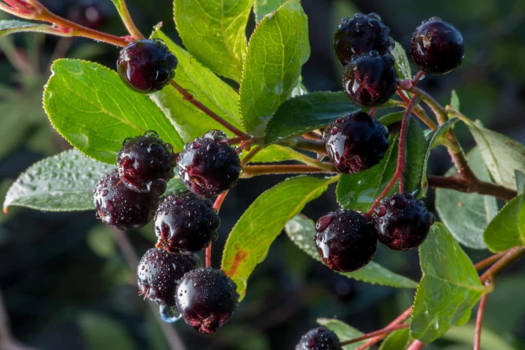 Apfelbeeren am Strauch