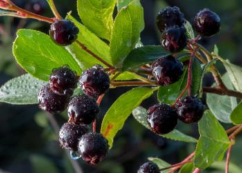 Apfelbeeren am Strauch