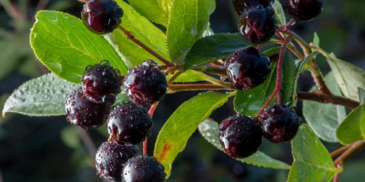 Apfelbeeren am Strauch