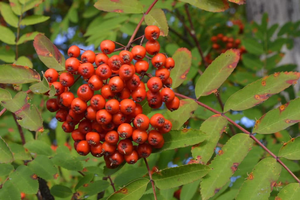 Vogelbeeren am Strauch